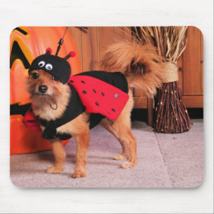 Gizzy - YorkiePom - Burbridge Musmatta