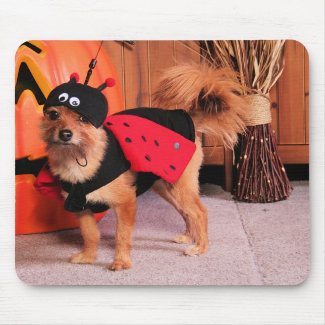 Gizzy - YorkiePom - Burbridge Musmatta (Framsidan)