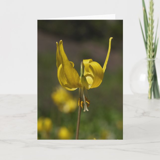 Glaciär Lilly 09 Kort (Framsida)