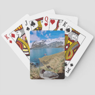 Glaciärer och segeljakt i bakgrunden casinokort