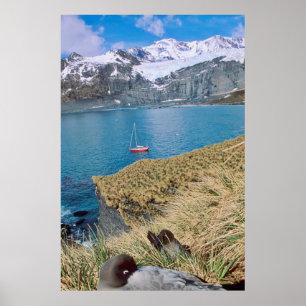 Glaciärer och segeljakt i bakgrunden poster