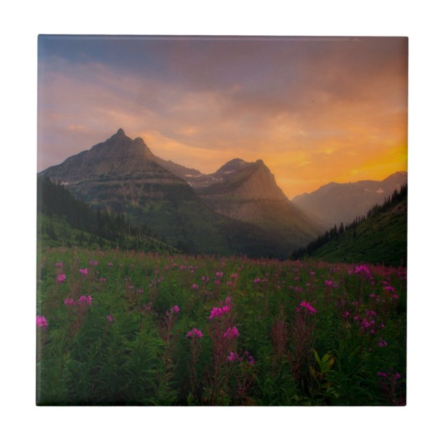 Glaciärvildblommar Kakelplatta (Framsidan)