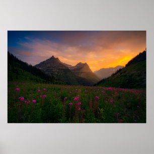 Glaciärvildblommar Poster