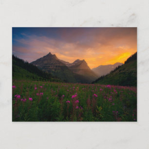 Glaciärvildblommar Vykort
