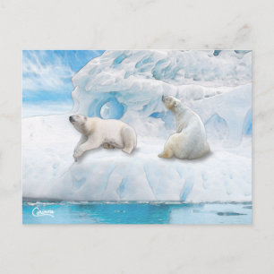 Glacier Bears - vykort