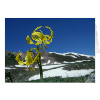 Glacier Lily OBS Kort