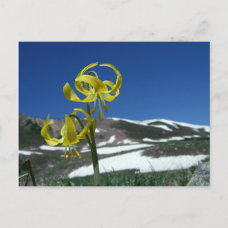 Glacier Lily Vykort