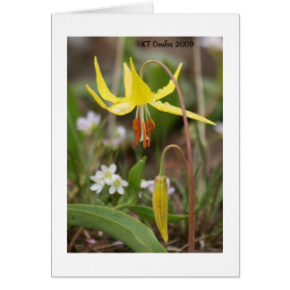 Glacier Lily Wildblomskort Hälsningskort