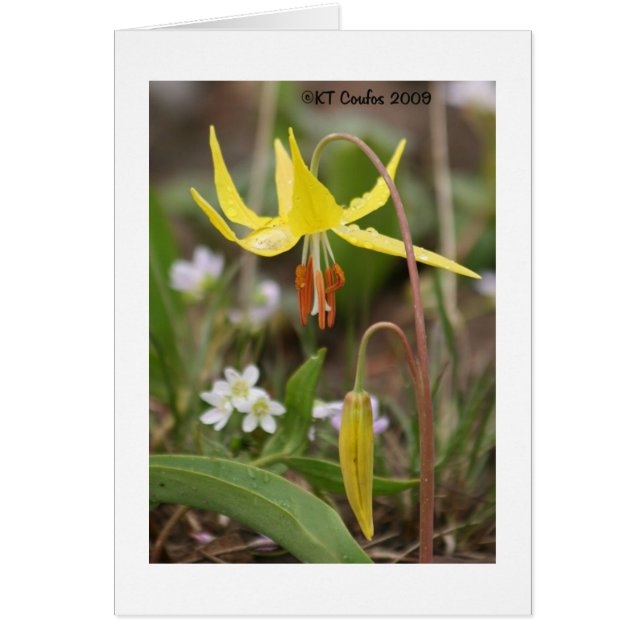 Glacier Lily Wildblomskort Hälsningskort (Framsidan)
