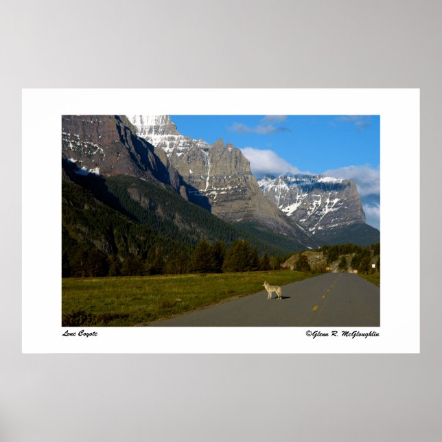 Glacier National Park - Lone Coyote Poster (Framsidan)