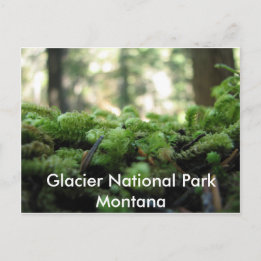 Glacier National Park, Montana Mossig Postkort Vykort