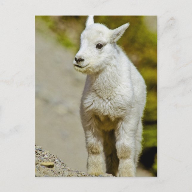 Glacier National Park, Montana, USA, berget Vykort (Framsida)