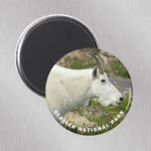Glacier National Park Mountain Goat Photo