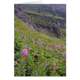 Glacier Park Hälsningskort