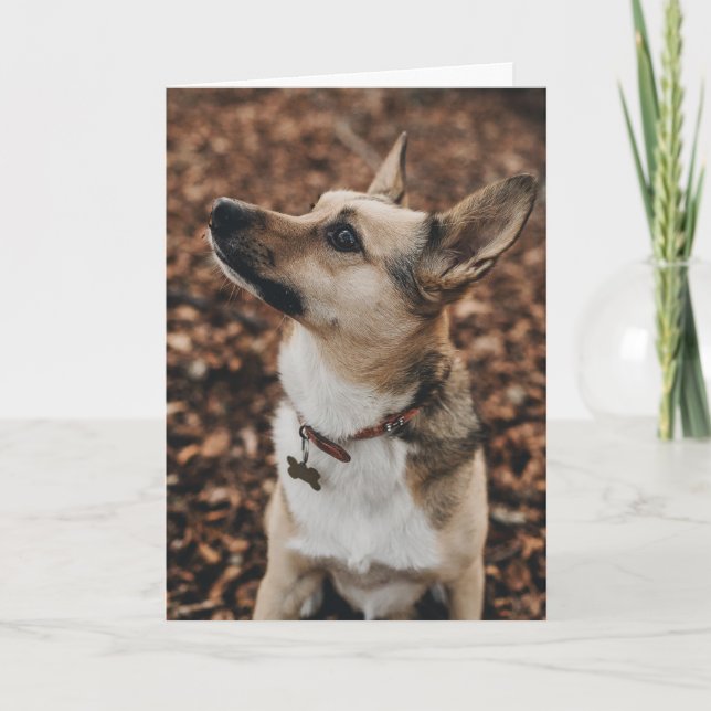 Glad Alla hjärtans dag | HUND ANSIKTE | Lägg till  Tack Kort (Framsida)