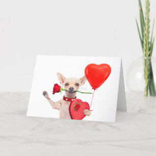 Glad Alla Hjärtans Dag Kort Söt Chihuahua Med Ros