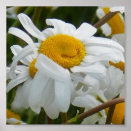 Glad Blomma - Glad mun glatt tusenskönor Poster
