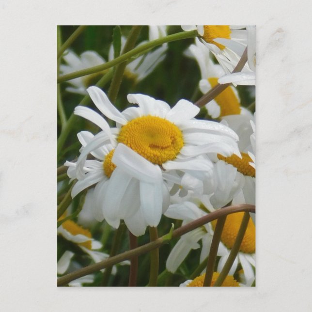 Glad Blomma - Glad mun glatt tusenskönor Vykort (Framsida)