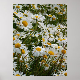 Glad blomsteräng - Glad leende tusenskönas Poster