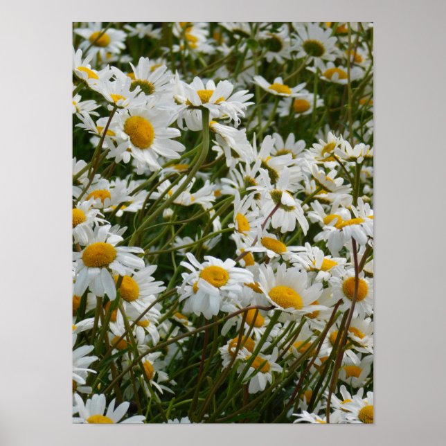 Glad blomsteräng - Glad leende tusenskönas Poster (Framsidan)