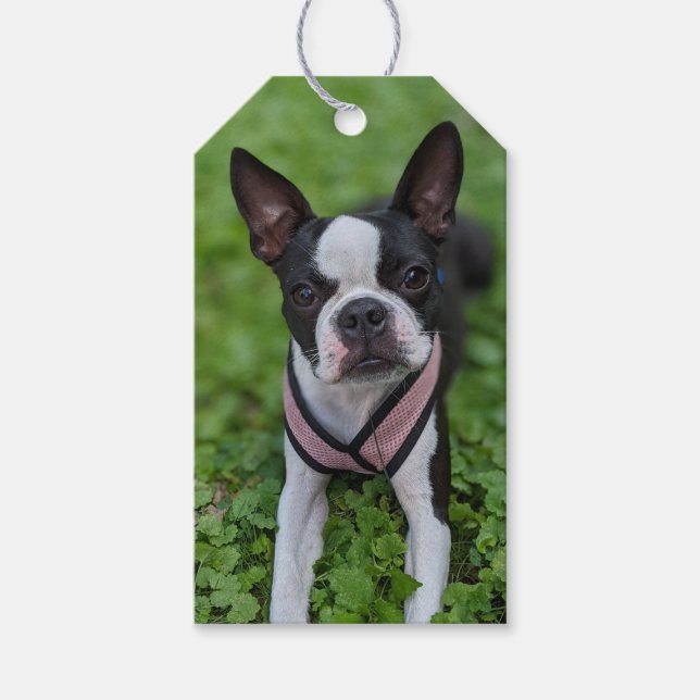 Glad Boston Terrier-fotografering  Presentetikett (Framsidan)
