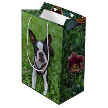 Glad Boston Terrier med blommor Fotografi