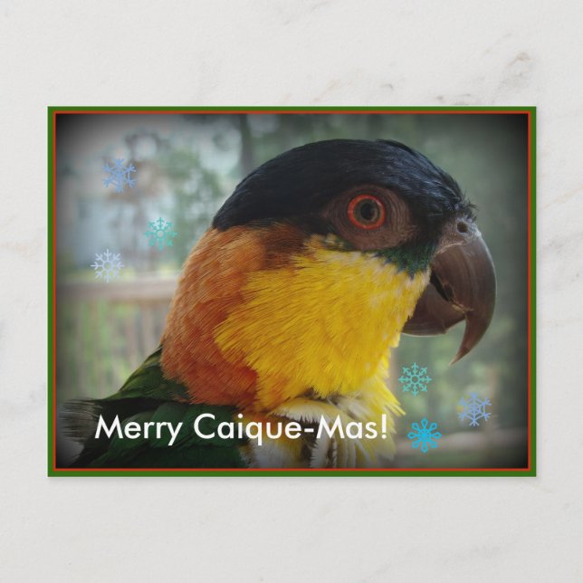 Glad Caique-Mas! Vykort (Framsida)