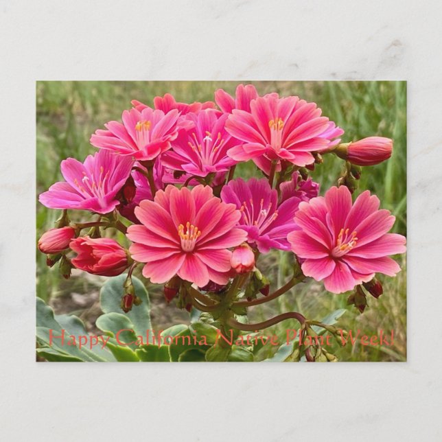 Glad California Native Plant Week! Postkort Vykort (Framsida)