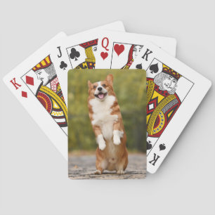 Glad Corgi Valp Stående Foto Casinokort