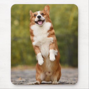 Glad Corgi Valp Stående Foto Musmatta