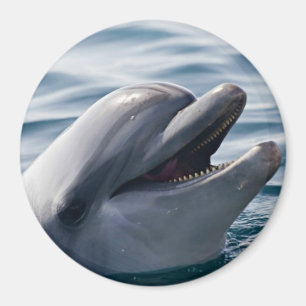 Glad Delfin Närbild Ovanför Blått Vatten Magnet