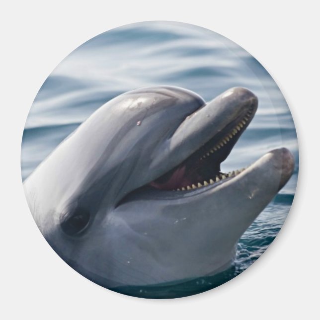 Glad Delfin Närbild Ovanför Blått Vatten Magnet (Framsidan)