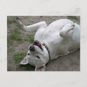 Glad Dogo Argentino flicka Vykort