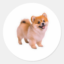 Glad Fluffig Pomeranian Valp Klistermärke, Sött Hu Runt Klistermärke