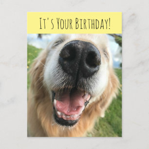 Glad födelsedagsfirande för Golden Retriever-hund Vykort