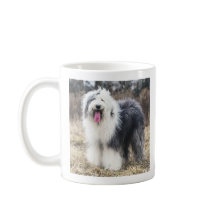Glad gammal engelsk herdehund Fluffig Porträtt Kaf