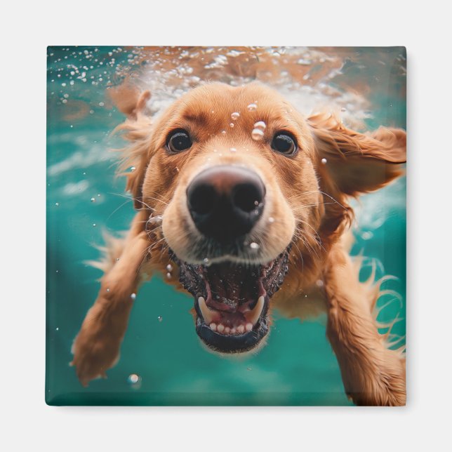 Glad Golden Retriever som simmar under vattnet Magnet (Framsidan)