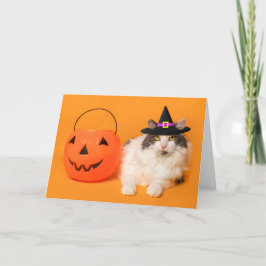 Glad Halloween för alla söta katter i häxhatt Helgkort