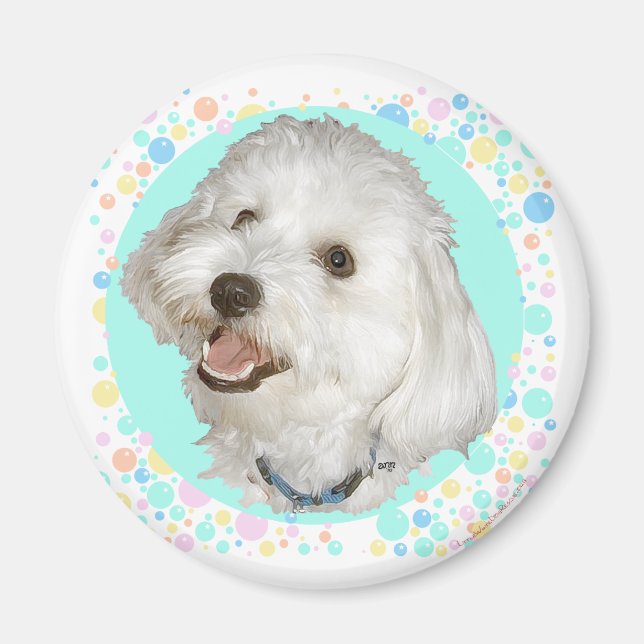 Glad Havanese Magnet (Framsidan)