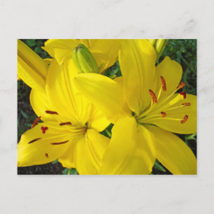 Glad helg! Gult Lily Flowers vykort