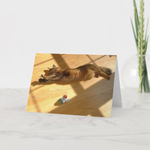 Glad helg somalisk kattstil