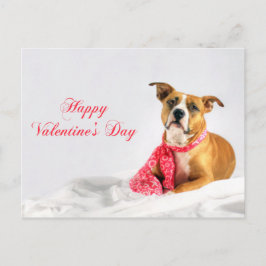 Glad hjärtans dag Pitbull Puppy Helg Vykort