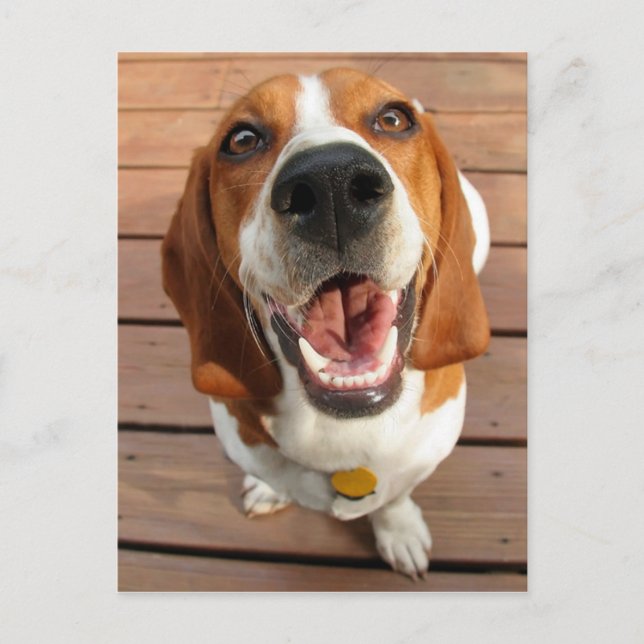 Glad Hund Vykort (Framsida)