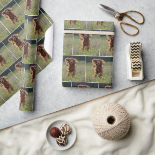Glad irländsk setter springer med en pinne presentpapper