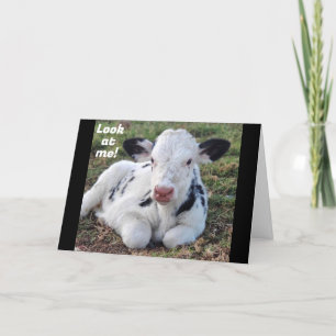"GLAD JUL" FRÅN EN BEDRÅNLIG KO HELGKORT