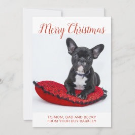 Glad jul fransk bulldog på kudde till familjen julkort