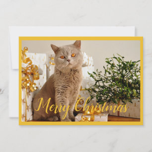 Glad jul Katt Foto Säsonghälsningar Julkort