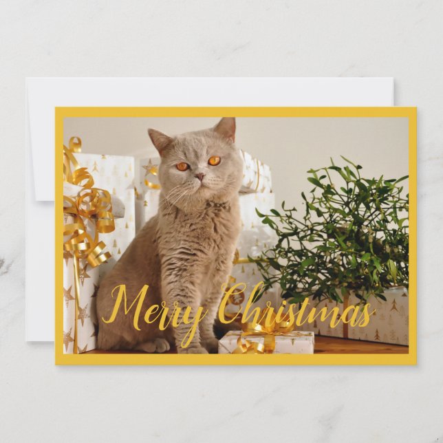 Glad jul Katt Foto Säsonghälsningar Julkort (Framsida)