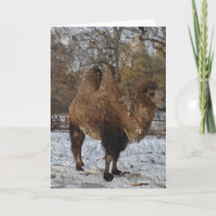 Glad kamel Art. 8083 Kort