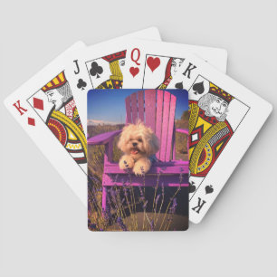 Glad Lekfull Shih Tzu Valp, Hund som slappnar av Casinokort